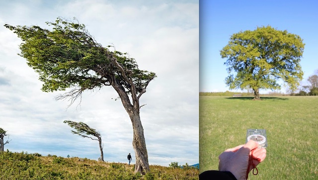 Left tree shaped by wind, right by the sun (src: The Natural Navigator, Gooley)